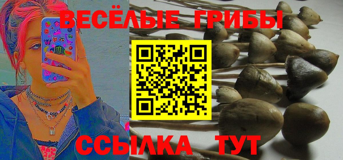 Галлюциногенные грибы Psilocybe Саянск